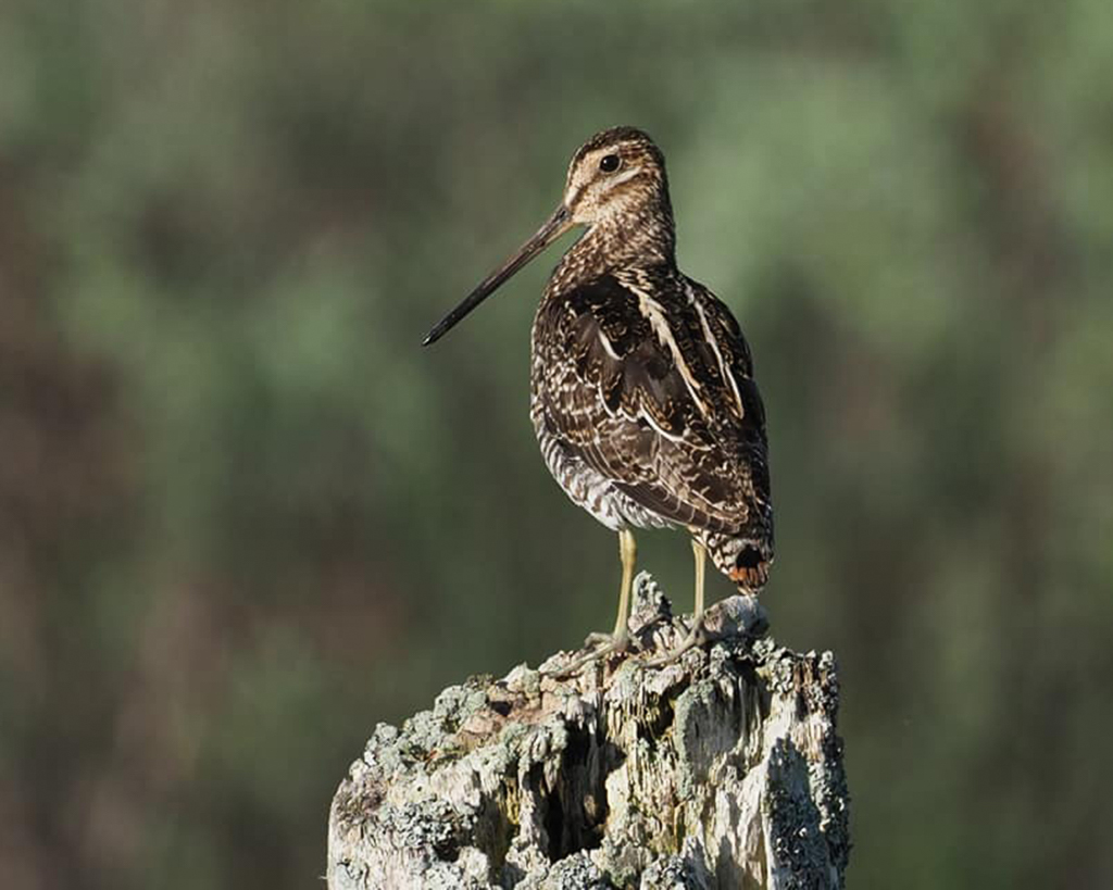 Wilson's Snipe