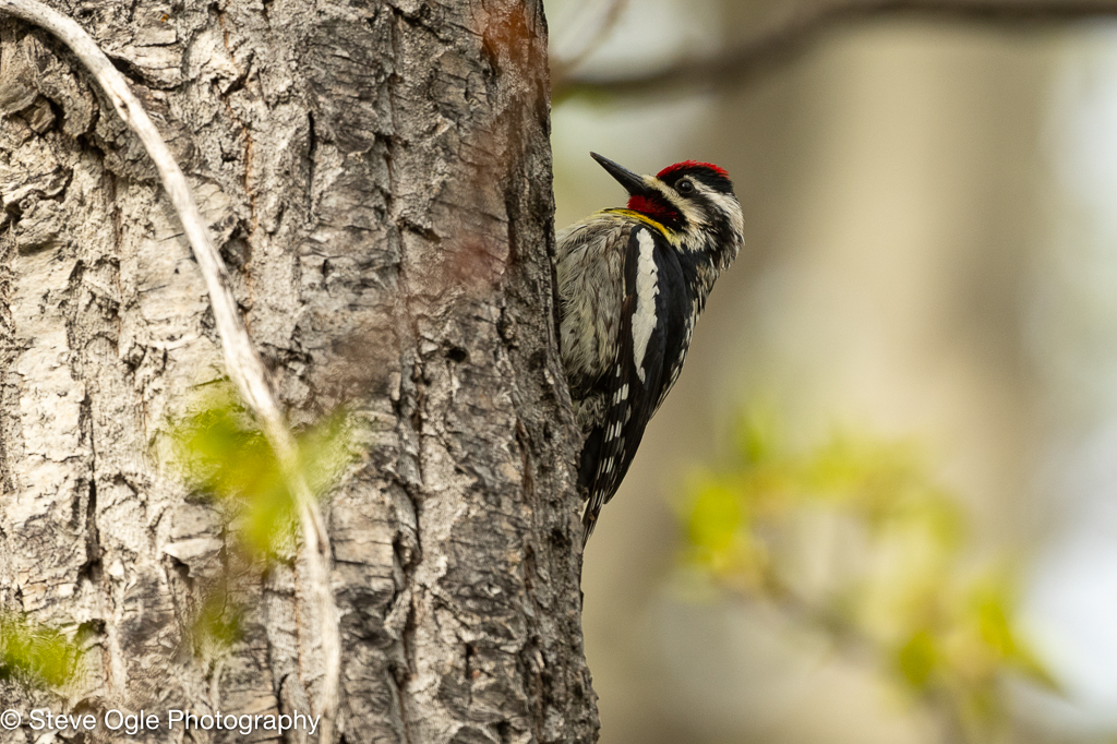 Yellow-bellied Sapsucker