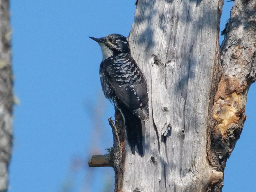 American Three-toed Woodpecker