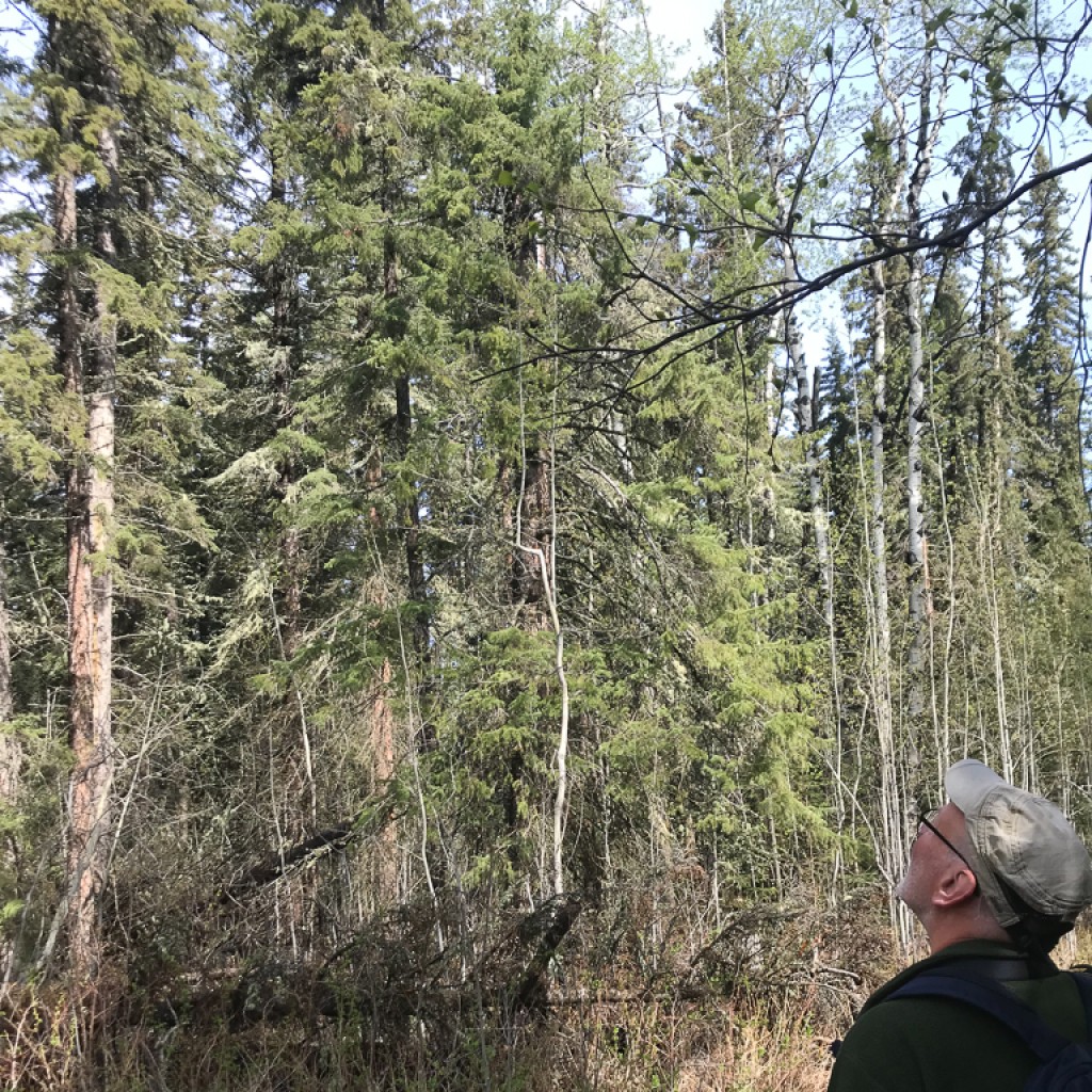 Beatton Provincial Park