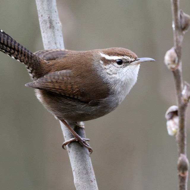 Bewick's Wren
