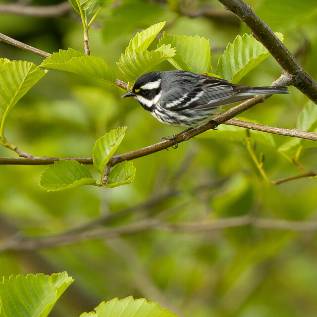 Black-throated Gray Warbler