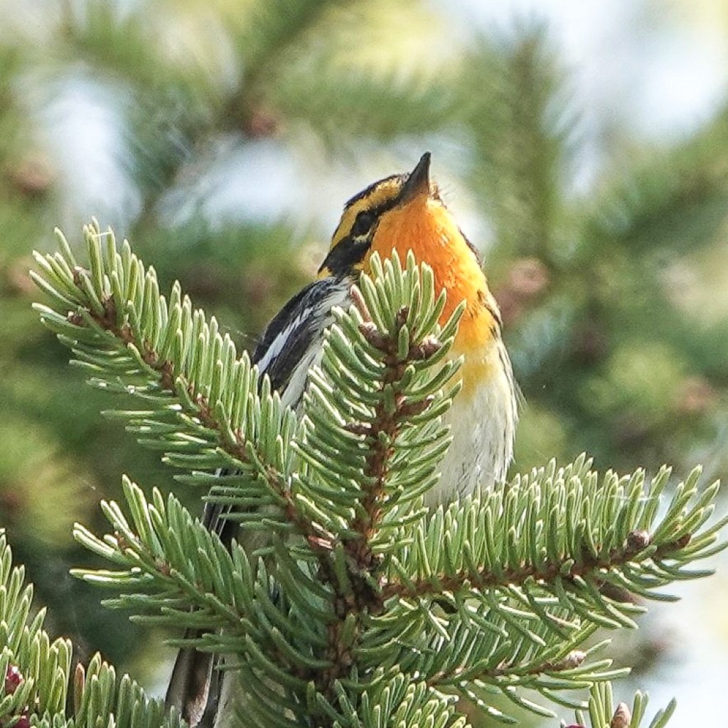 Blackburnian Warbler