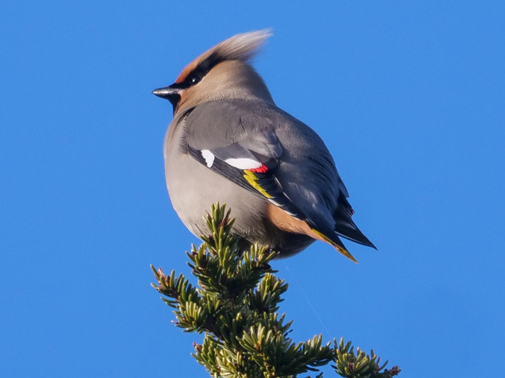 Bohemian Waxwing