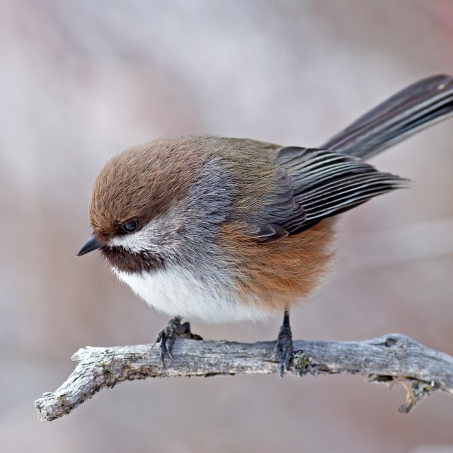 Boreal Chickadee