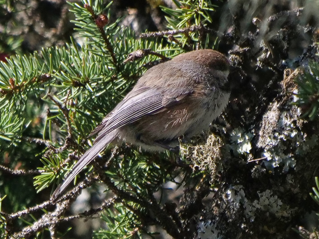 Boreal Chickadee