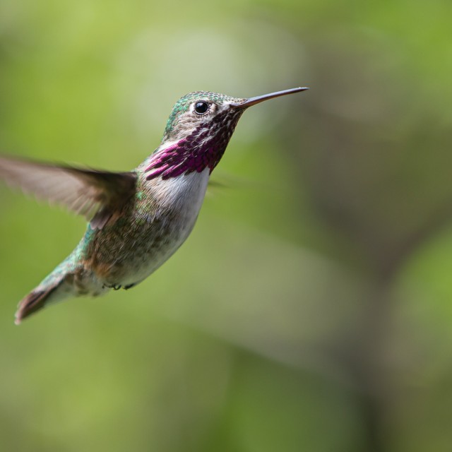 Calliope Hummingbird