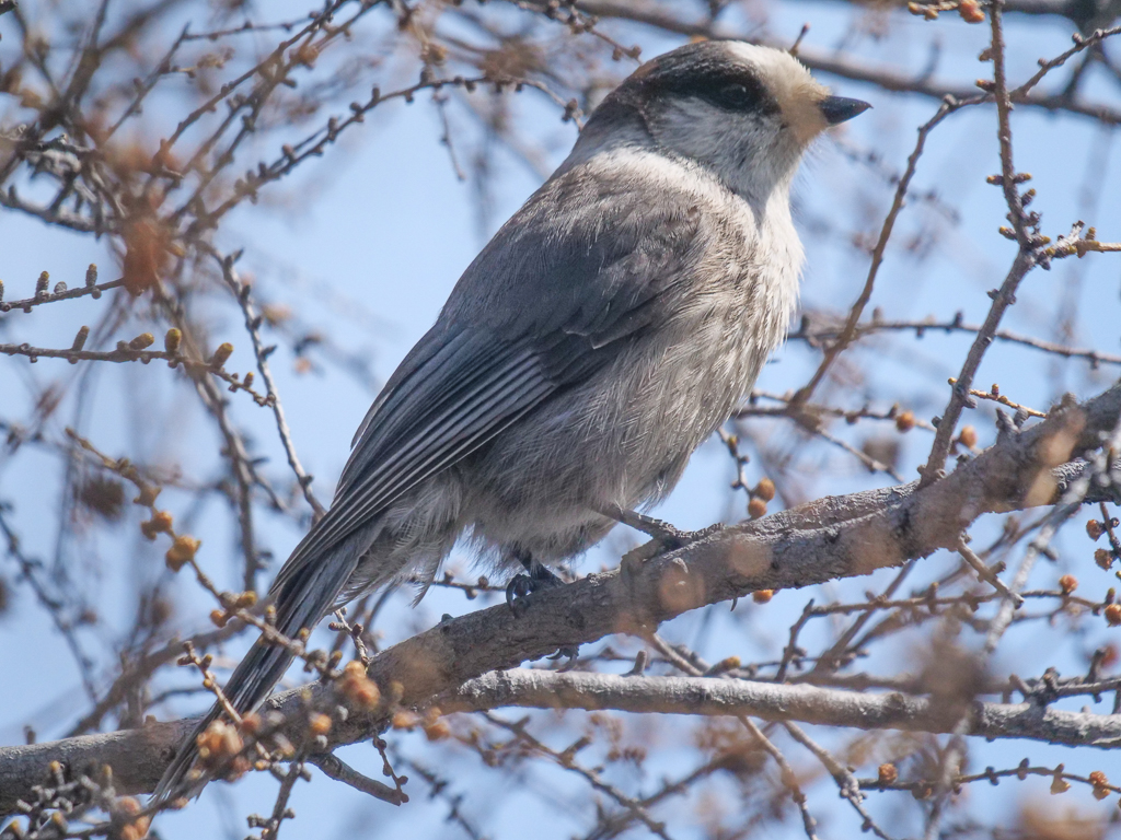 Canada Jay
