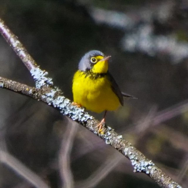 Canada Warbler