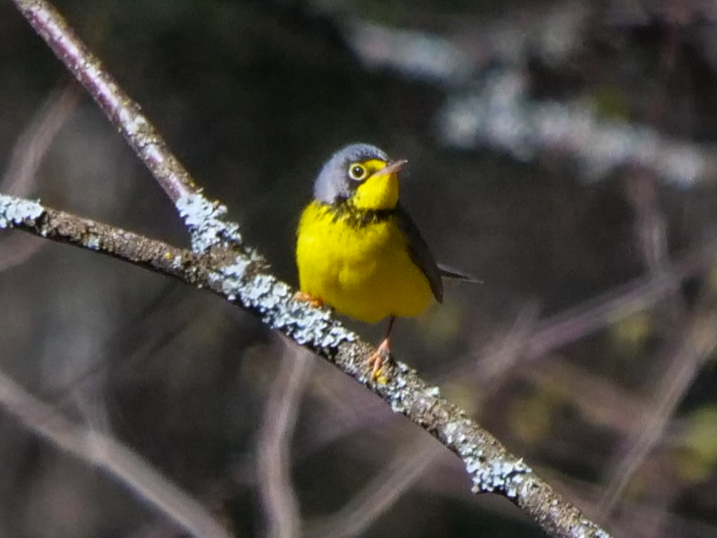 Canada Warbler