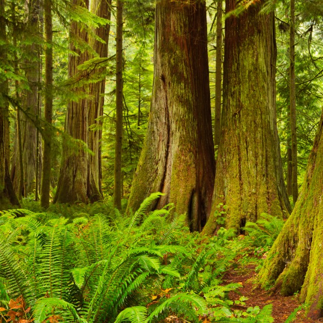 Cathedral Grove