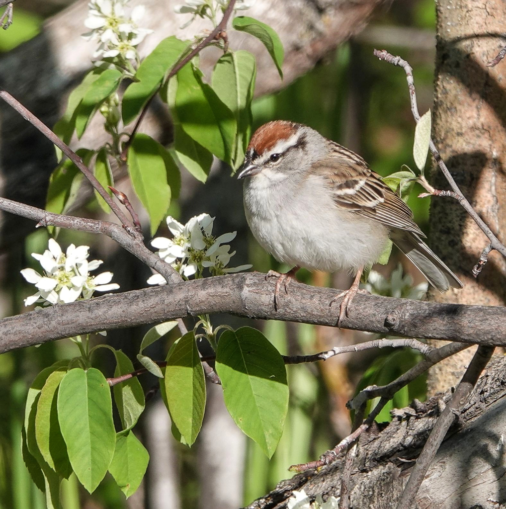 Chipping Sparrow