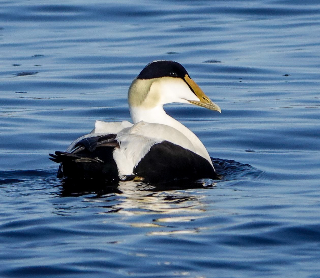 Common Eider