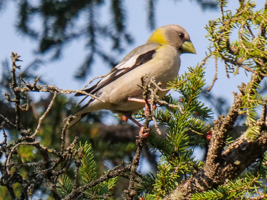 Evening Grosbeak