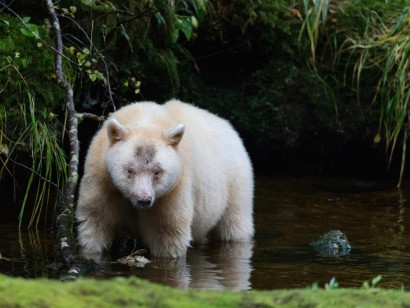 Great Bear Rainforest Sailing