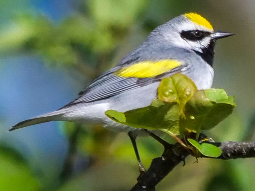 Golden-winged Warbler