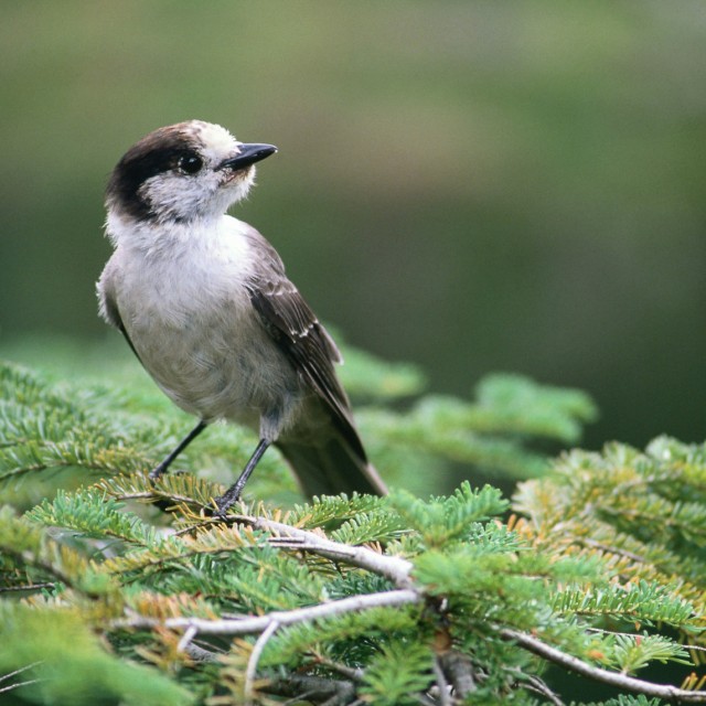 Canada Jay