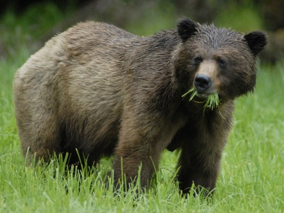 Khutzeymateen Grizzly Bears Sailing