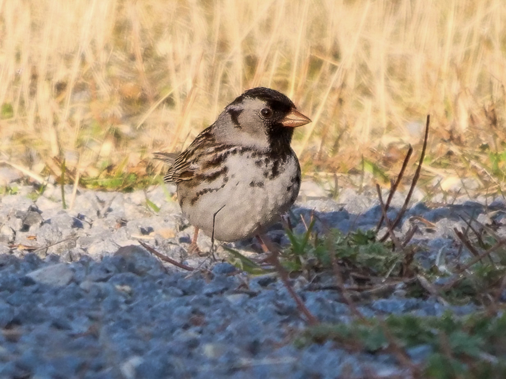 Harris's Sparrow