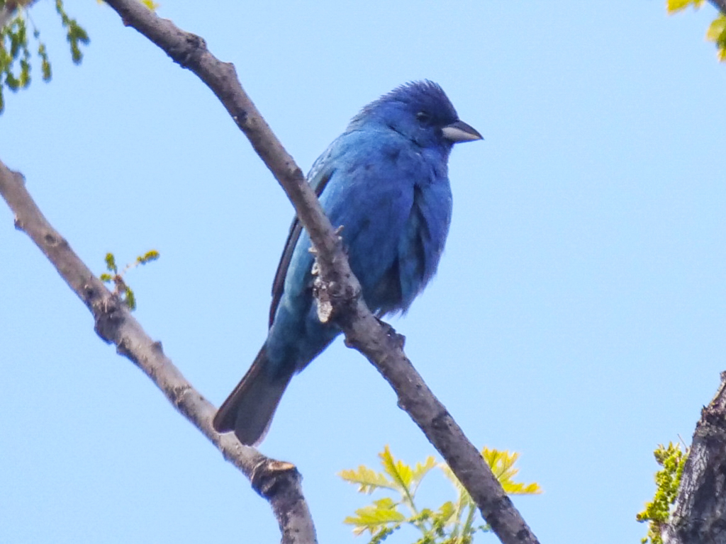 Indigo Bunting