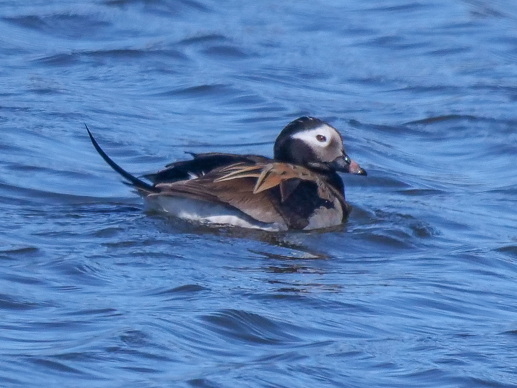 Long-tailed Duck