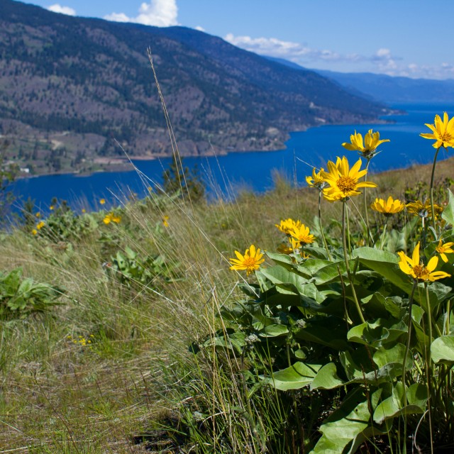 Okanagan landscape
