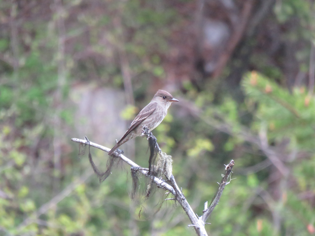 Olive-sided Flycatcher