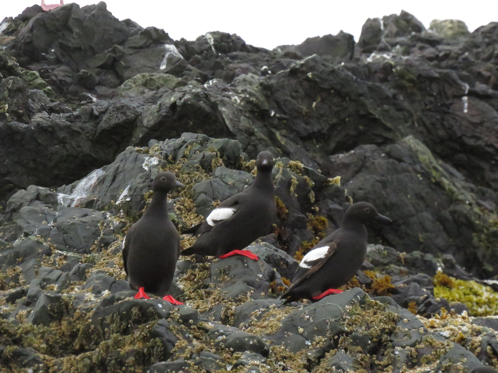 Pigeon Guillemots