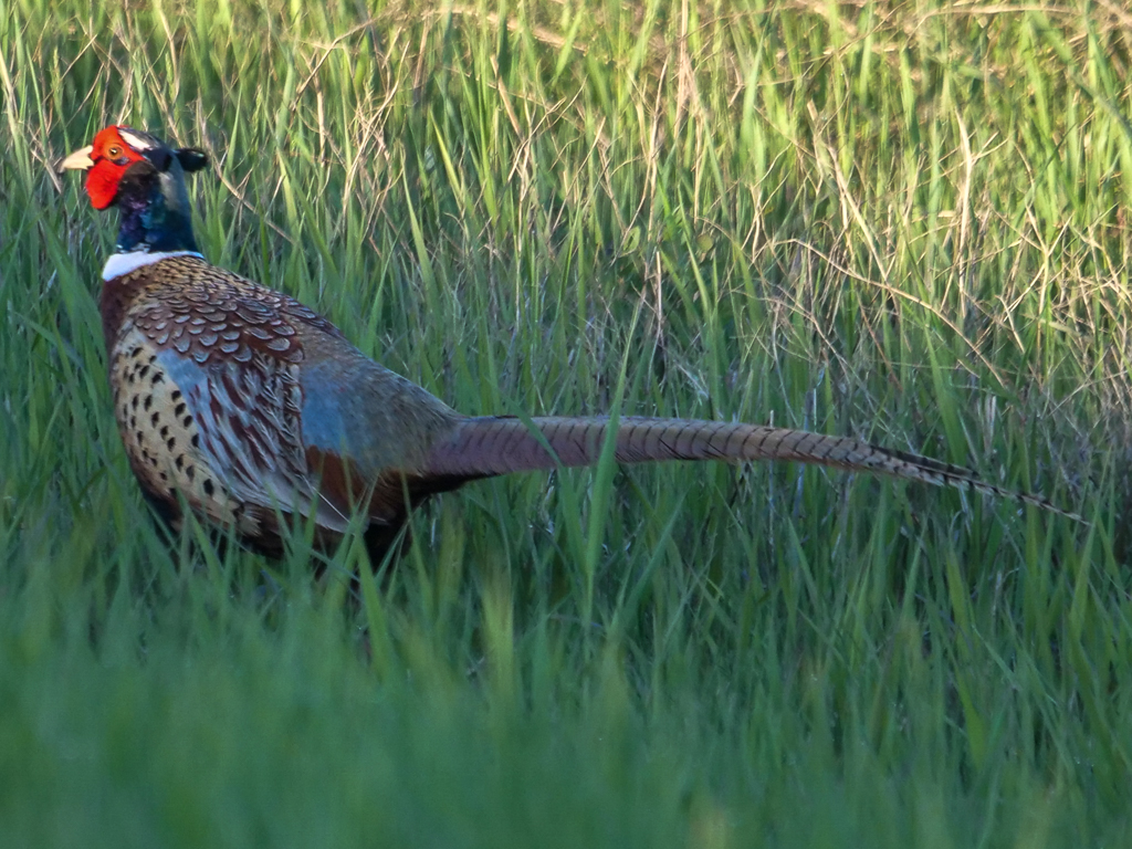 Ring-necked Pheasant