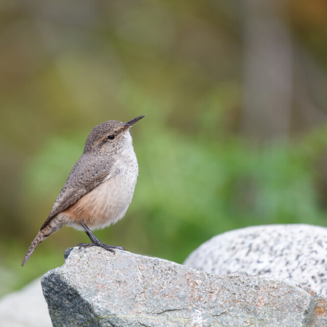 A Rock Wren perches on a rock. Vancouver, Canada.