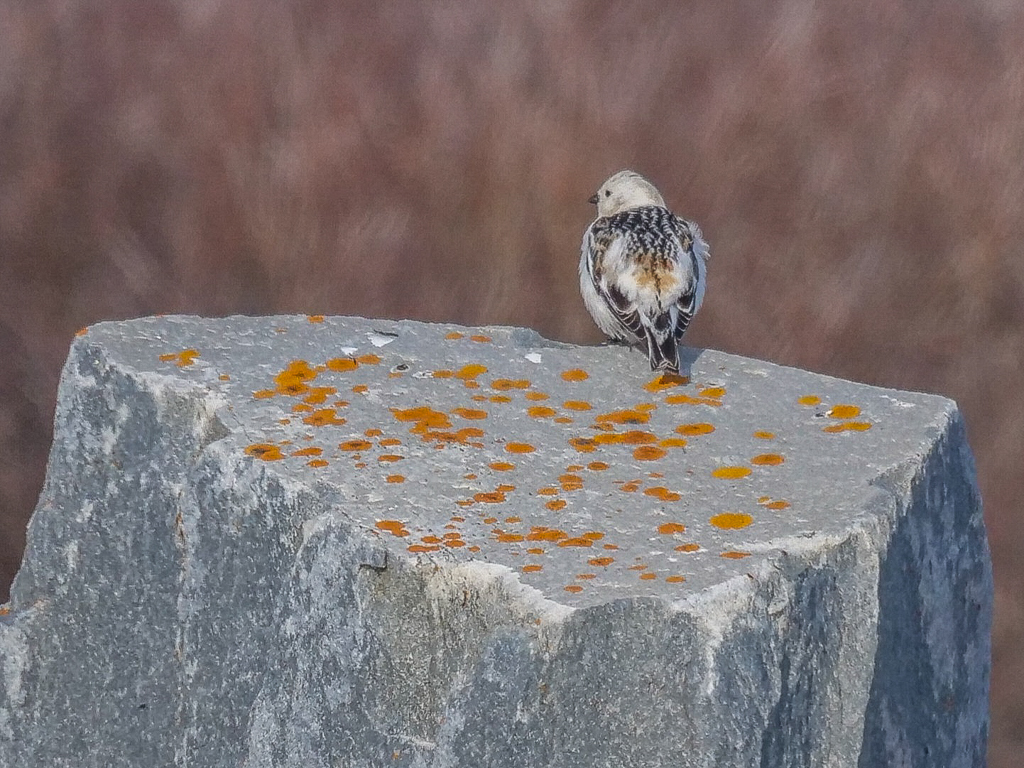 Snow Bunting