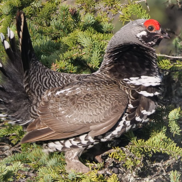 Spruce Grouse