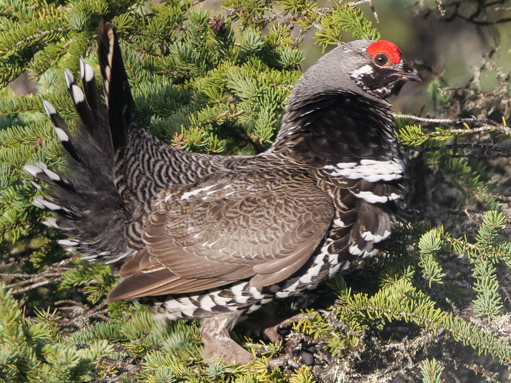 Spruce Grouse