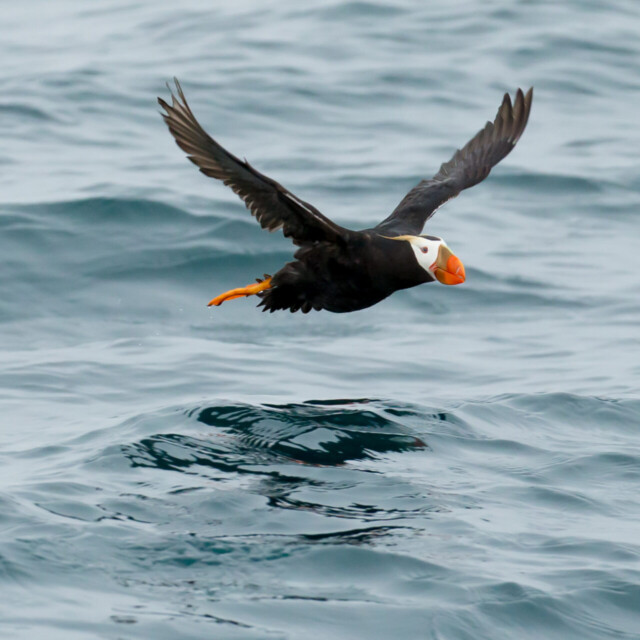 Tufted Puffin
