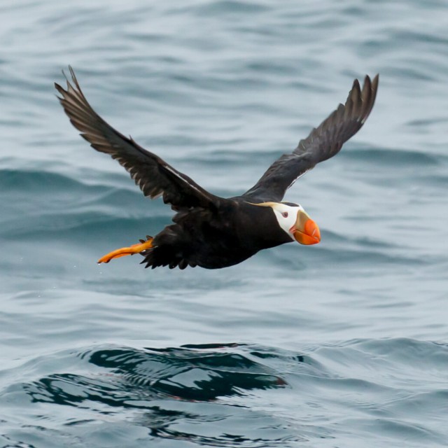 Tufted Puffin