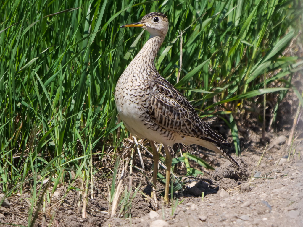 Upland Sandpiper