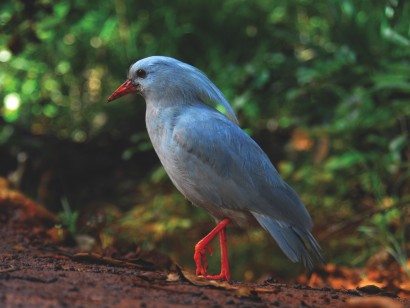 Western Pacific Odyssey Cruise