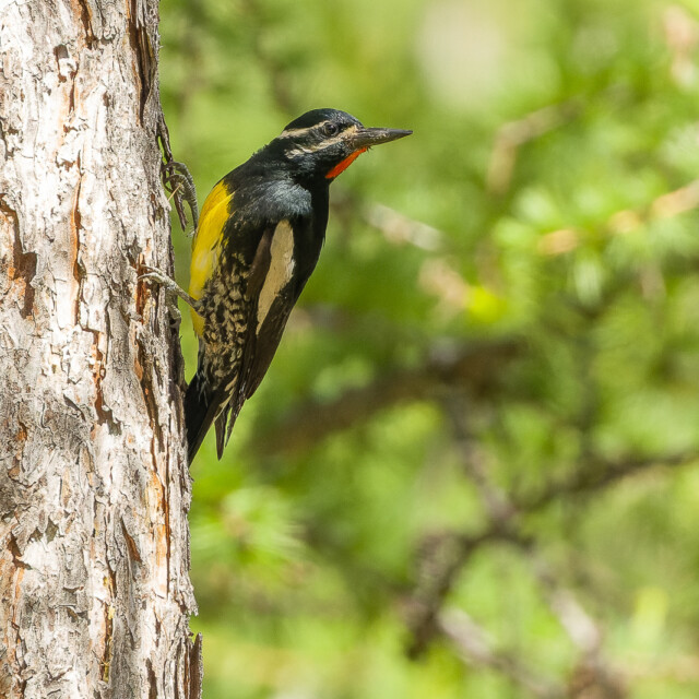 Williamson's Sapsucker, British Columbia