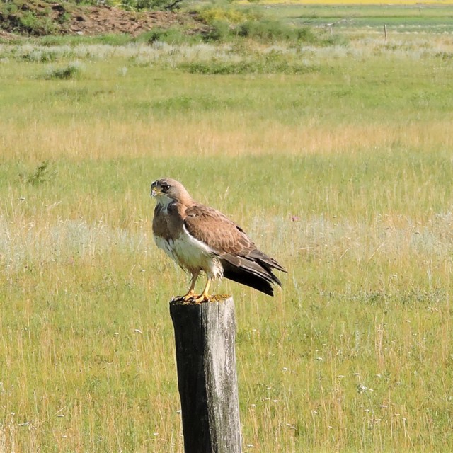 Swainson's Hawk