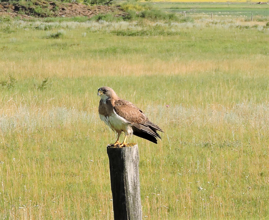 Swainson's Hawk