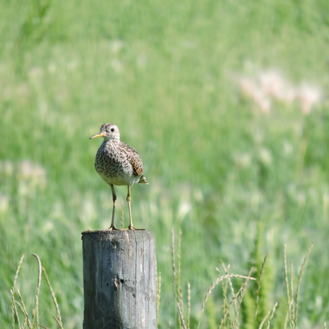 Upland Sandpiper