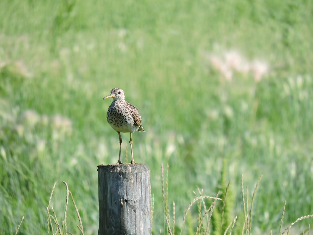 Upland Sandpiper