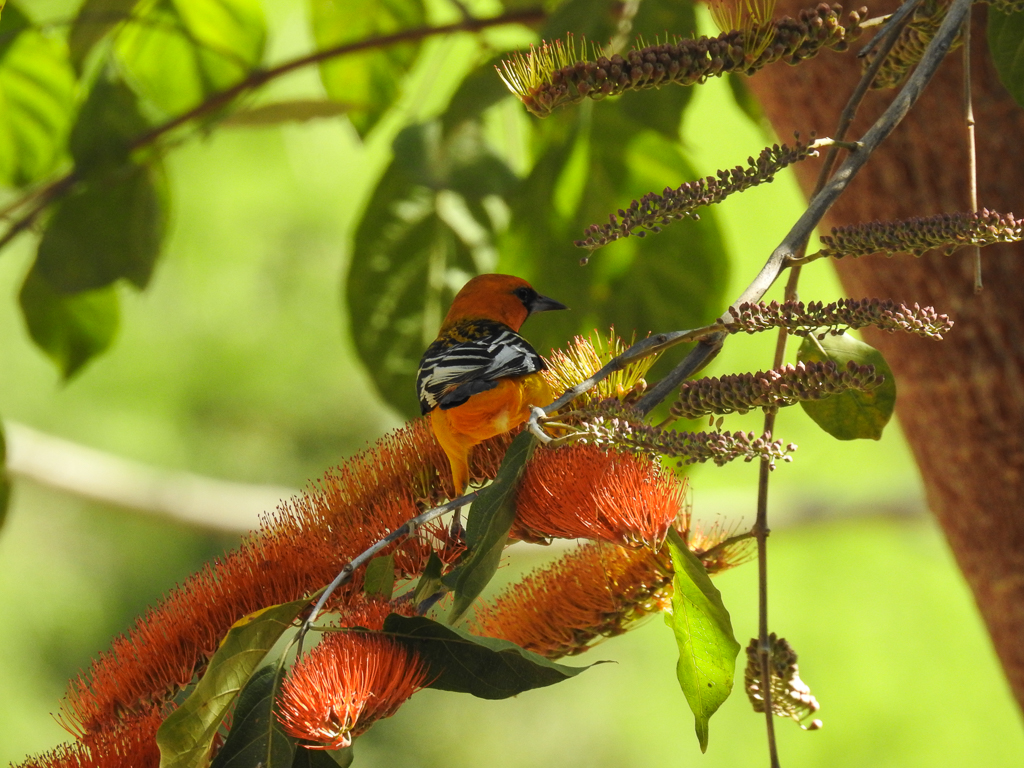 Streak-backed Oriole