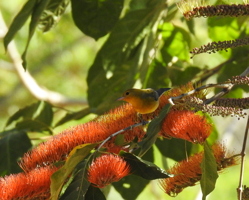 Prothonotary Warbler 