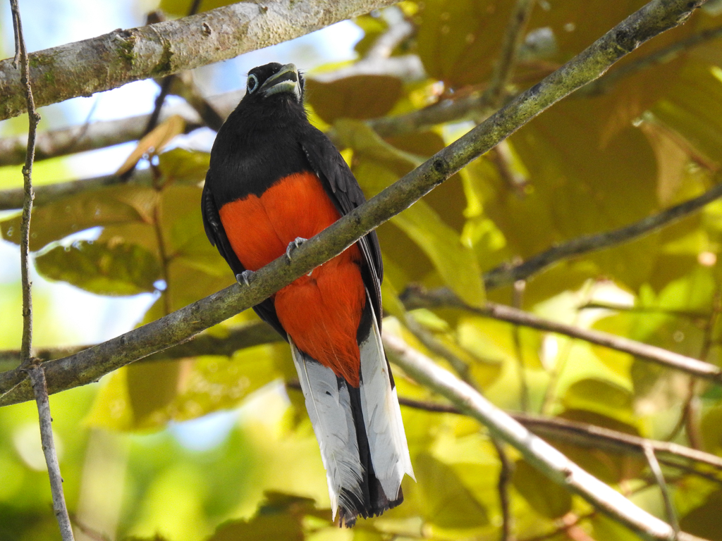 Baird's Trogon