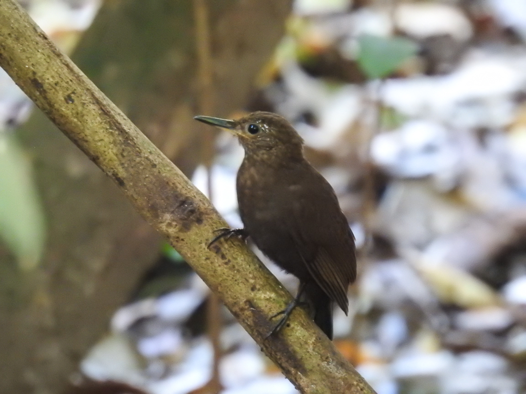 Scaly-throated Leaftosser