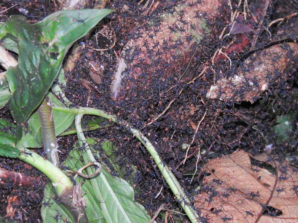 Army ants