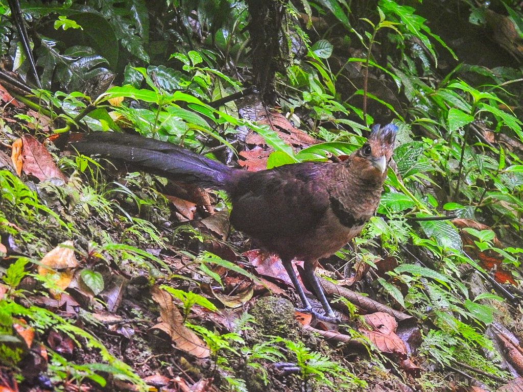 Rufous-vented Ground-Cuckoo