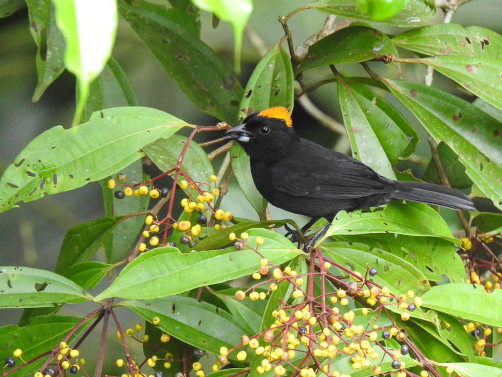 Tawny-crested Tanager