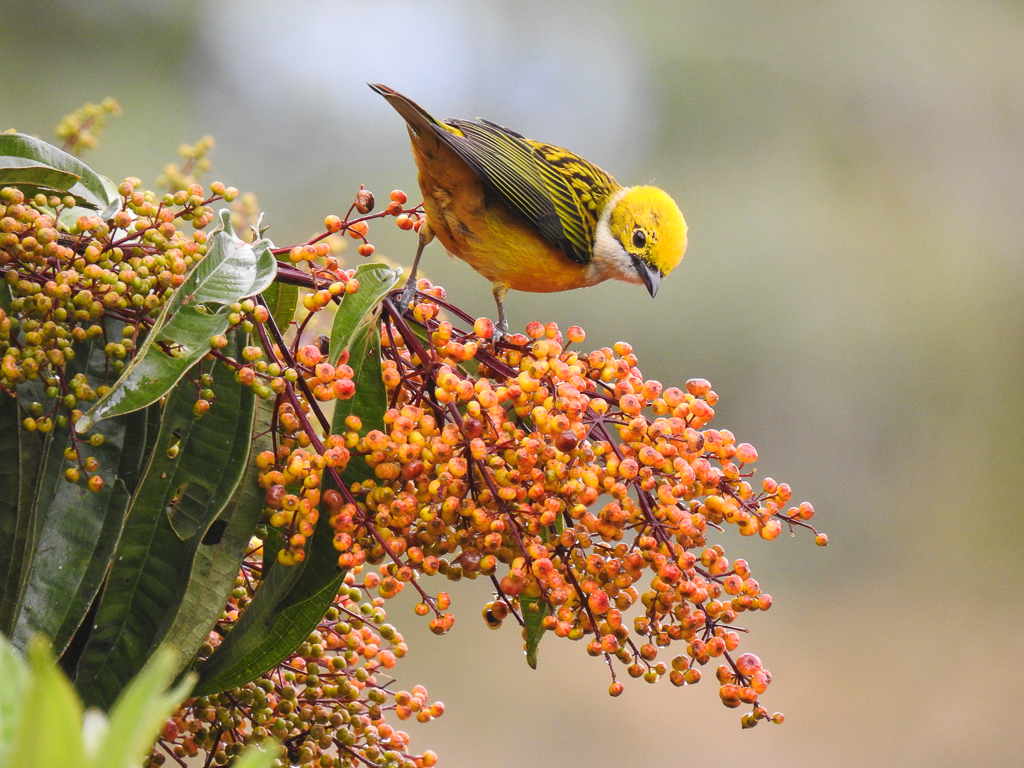 Silver-throated Tanager